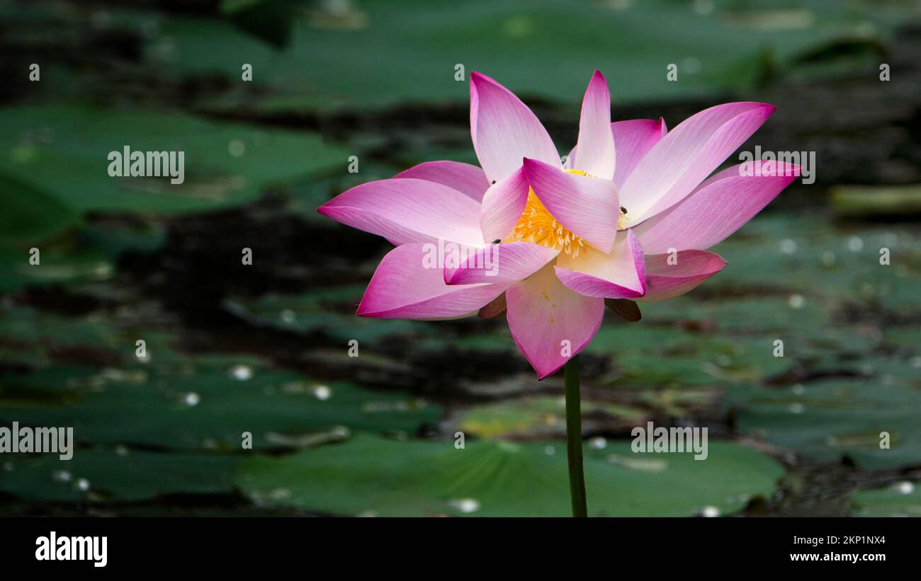 lotus, the national flower of Vietnam Stock Photo Alamy