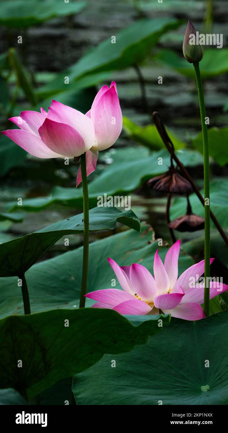 lotus, the national flower of Vietnam Stock Photo Alamy