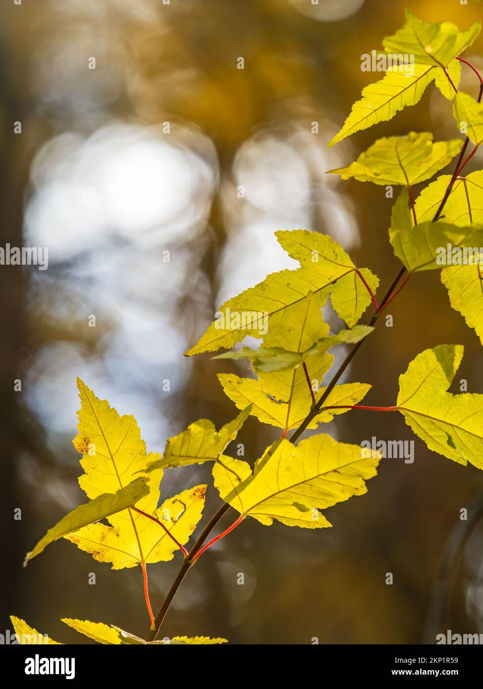 Amur Maple or Acer ginnala Leaves of in autumn sunlight with bokeh ...