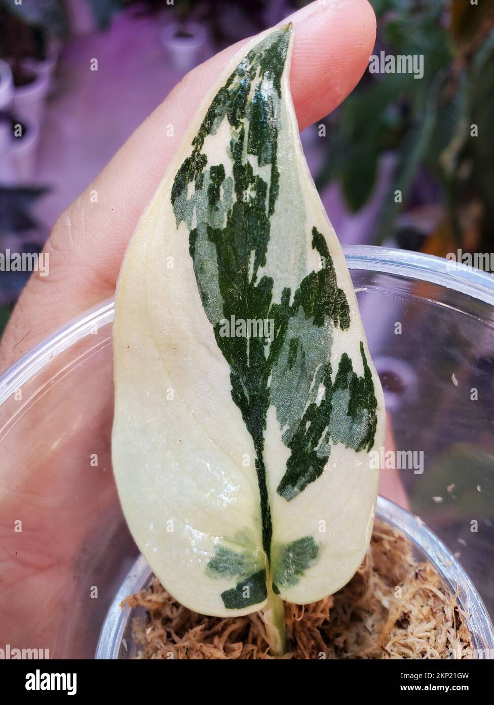 Scindapsus mayari hi-res stock photography and images - Alamy Scindapsus mayari hi-res stock photography and images - Alamy