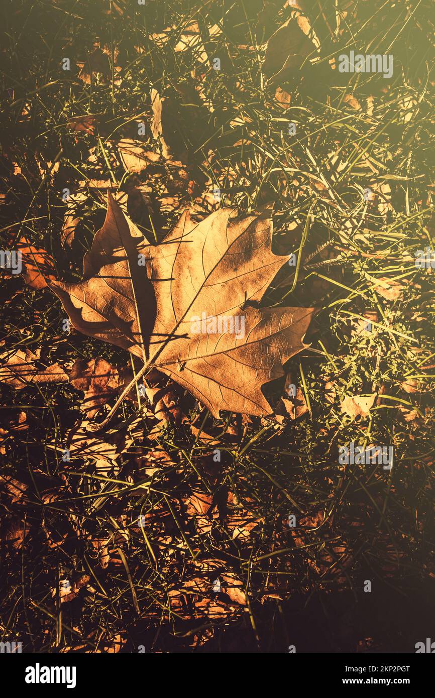 Retro toned natural photo on a fall leaf in the grass of a regional Australian town. Autumn in Narrandera known as the Town of Trees, Wiradjuri Countr Stock Photo