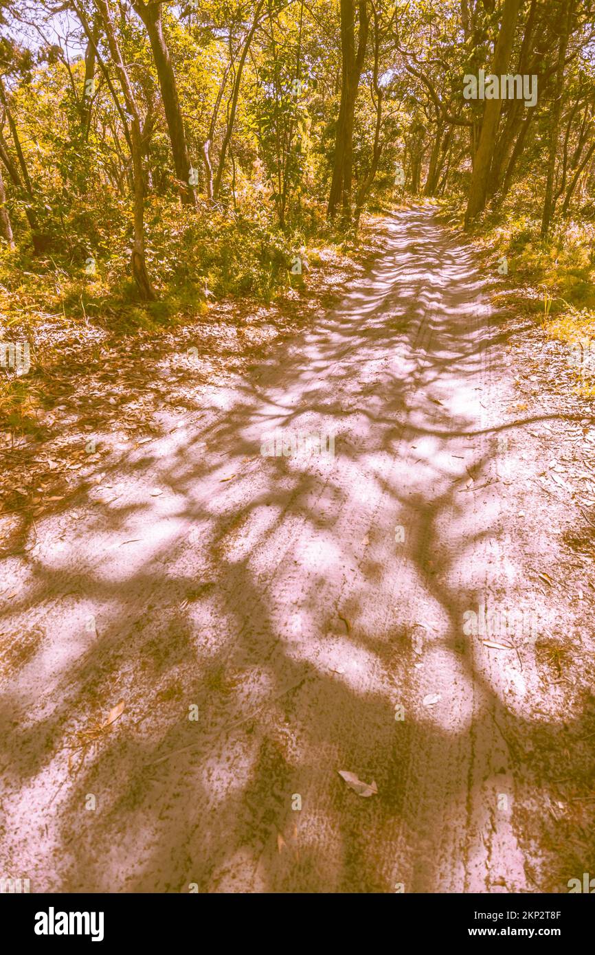 Sunlit lane with seasonal shadow scenery from leading lines outback.  Photographed: Amity, North Stradbroke Island, Queensland, Australia Stock Photo