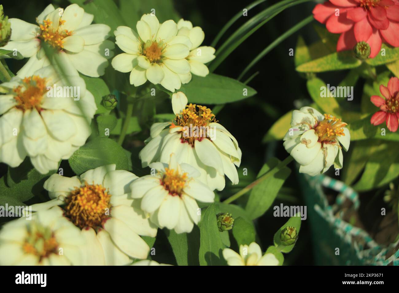 White zinnia flower background on winter season Stock Photo Alamy