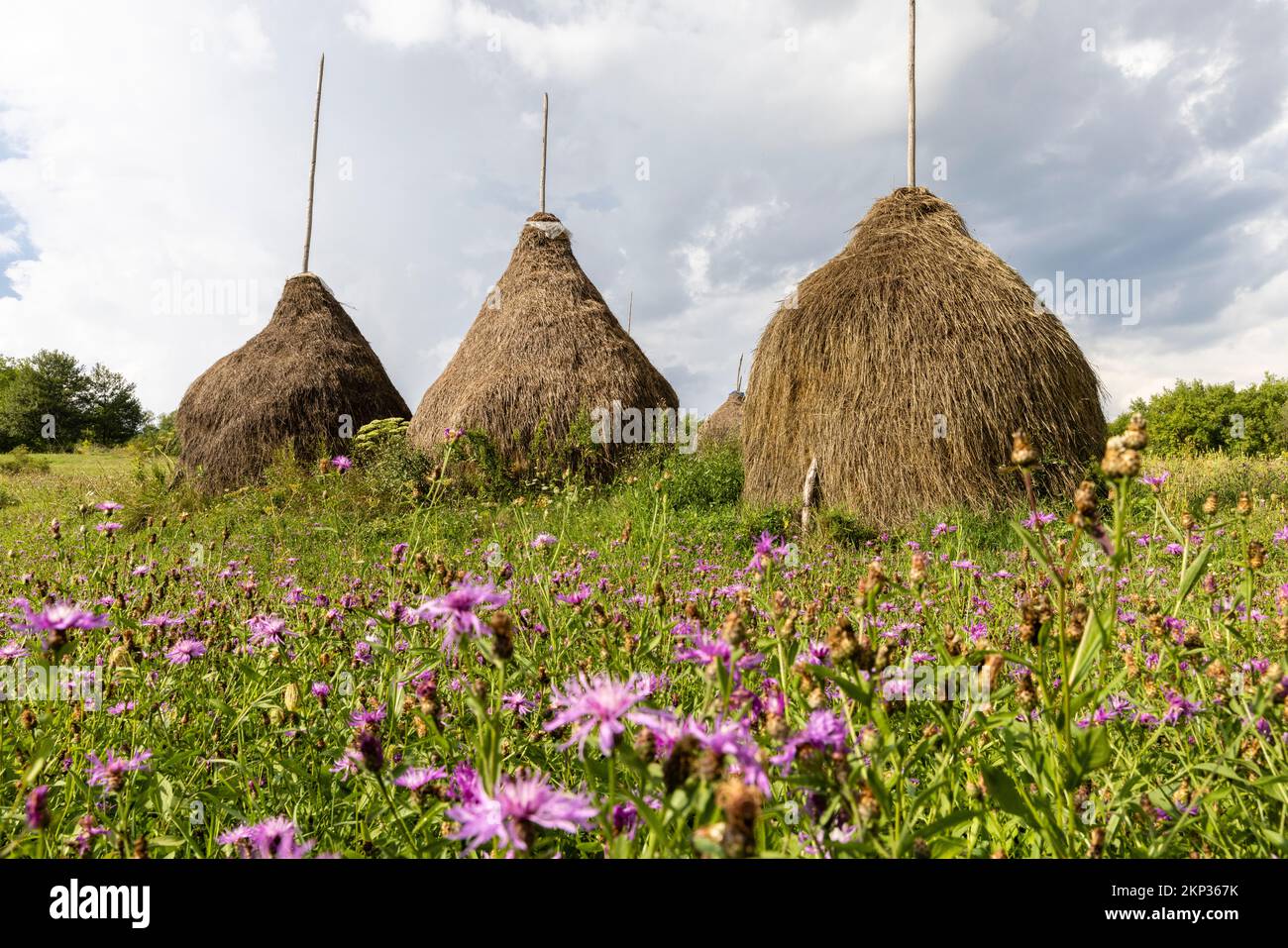 Haystacks with pink flowers near Baia Mare in Maramureș County, Romania Stock Photo
