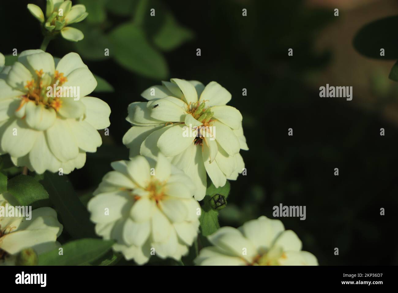 White Zinnia flower blooming in garden Stock Photo