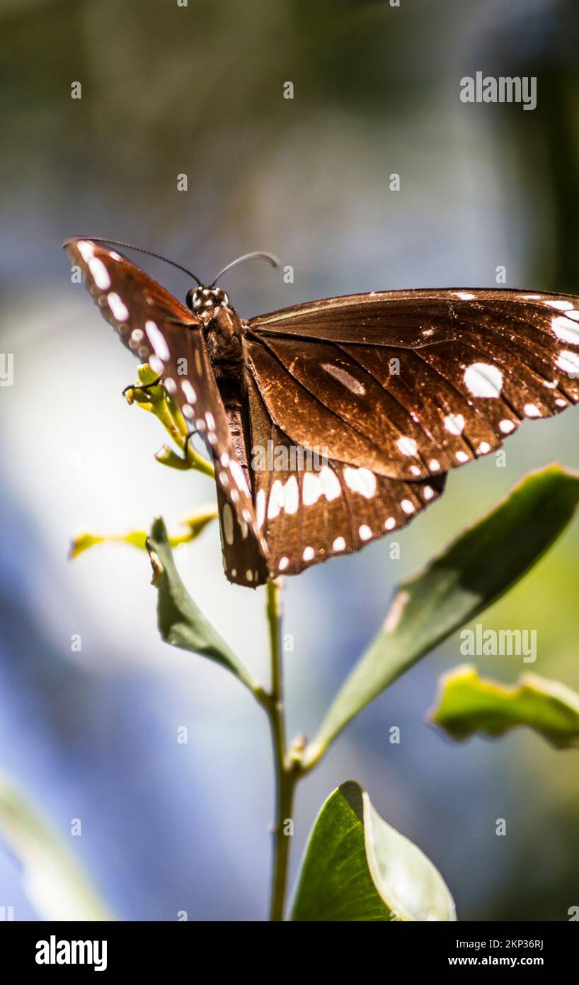 Australian flora and fauna photo on a wings spread brown bug at leafy Brisbane location. Butterfly Tropics Stock Photo