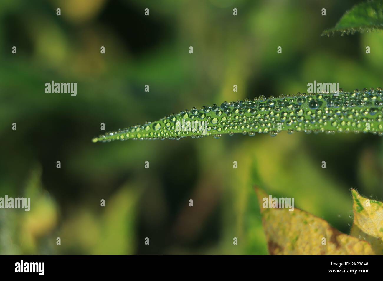 Raindrops on green long leaves Stock Photo