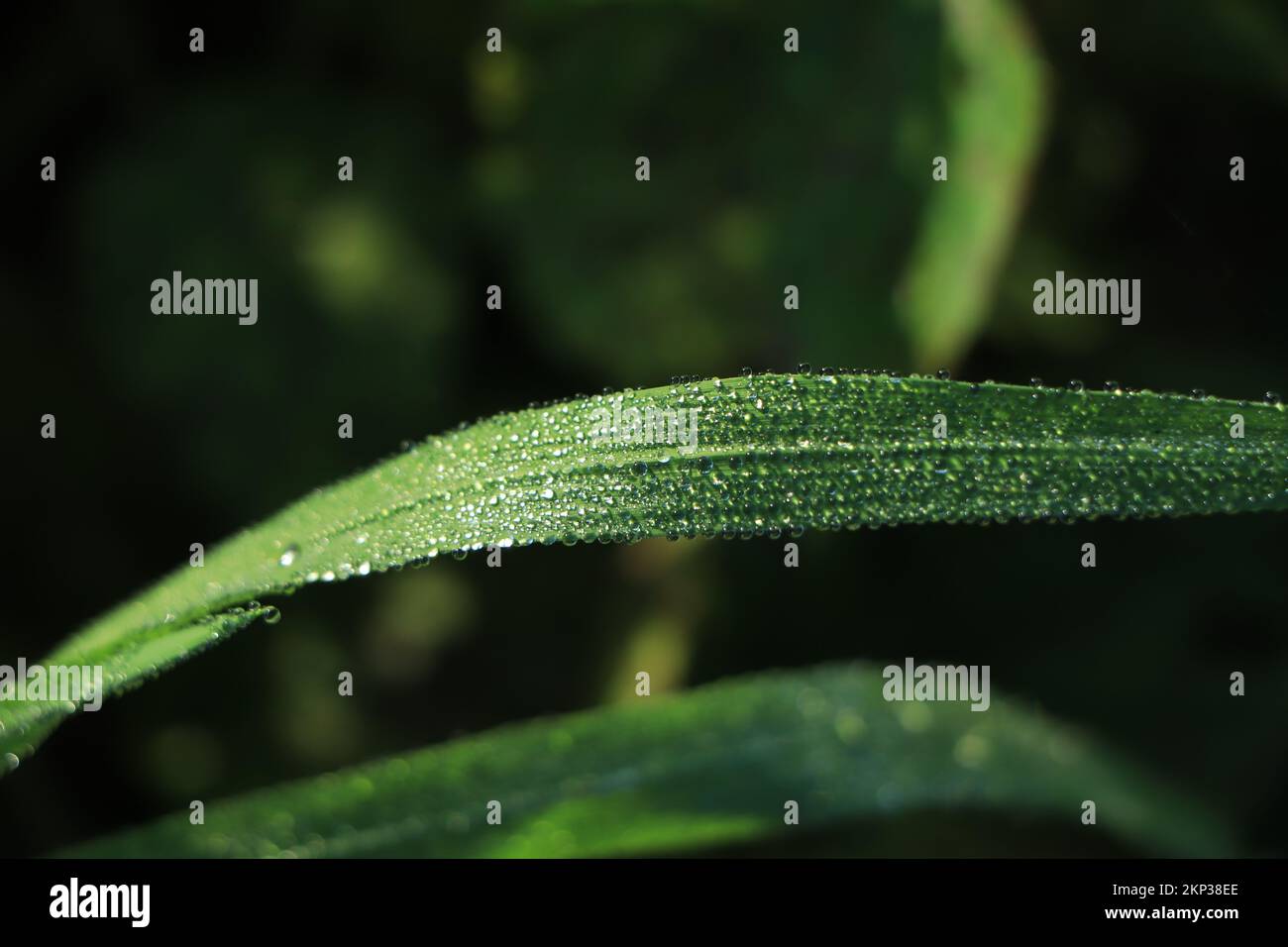 Raindrops on green long leaves Stock Photo