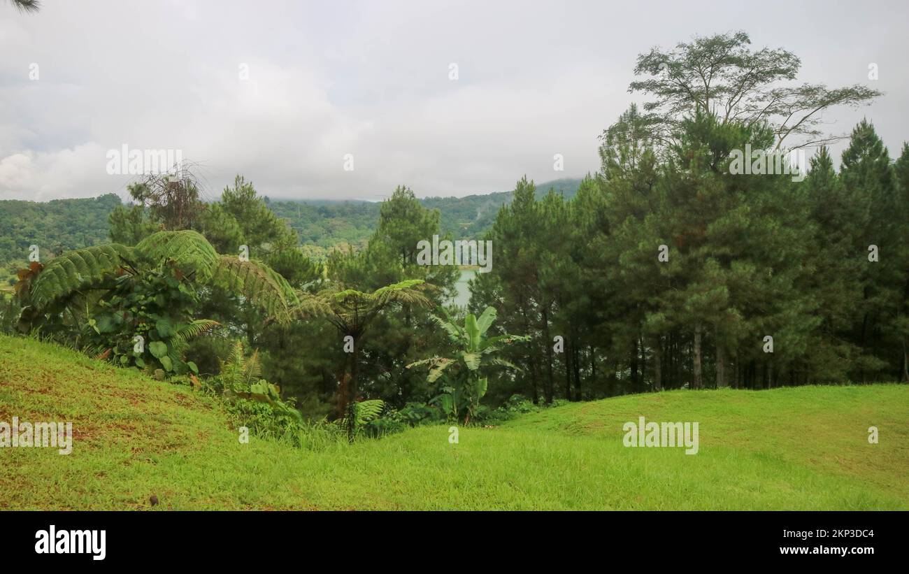 beautiful and amazing trees with cloudy sky Stock Photo - Alamy
