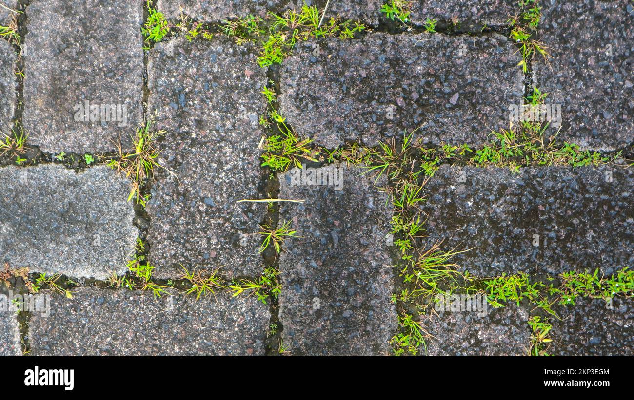 paving block texture with weeds in the gaps in the background Stock Photo Alamy