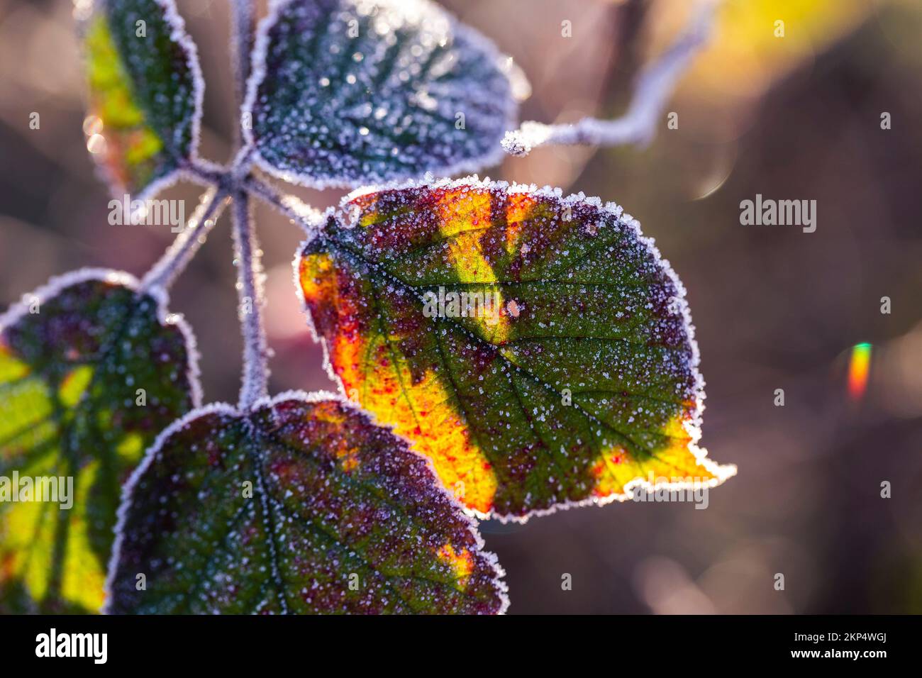 A selective focus shot of green leaves on branch outlined by frost ...