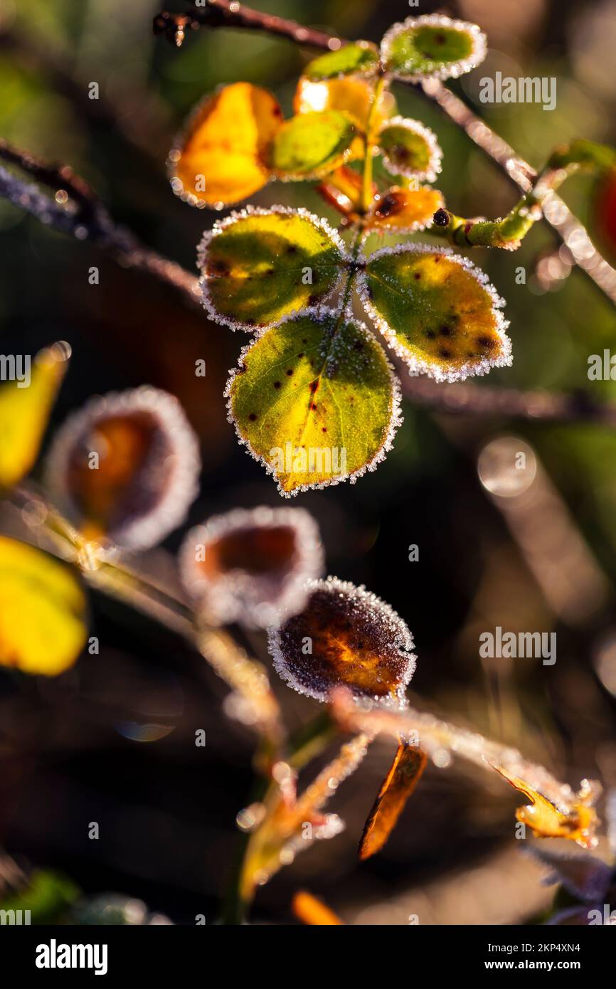 A selective focus shot of green leaves on branch outlined by frost ...