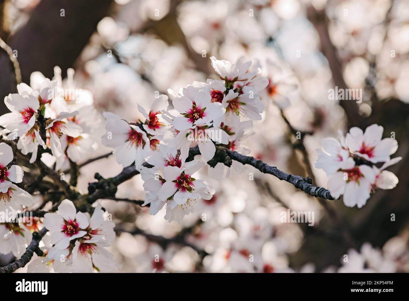 Tree Branches Spring Spring tree branches beautiful hi-res stock photography and images - Alamy