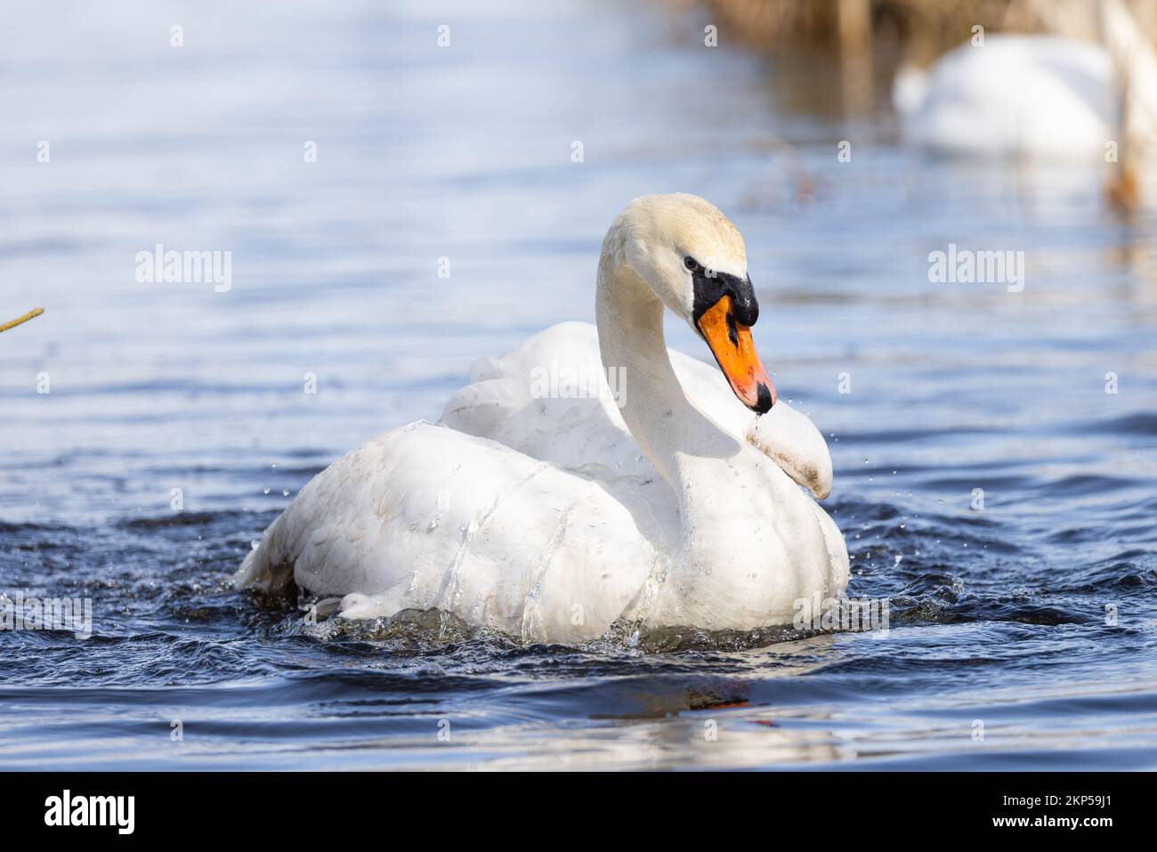 Mute Swan [ Cygnus olor ] bathing in water channel at Greylake RSPB ...