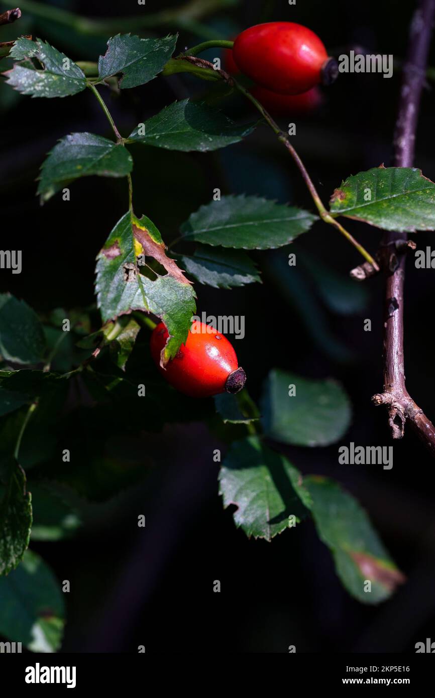 The vertical macro shot of fresh rosehip fruits growing on a green leafy bush Stock Photo