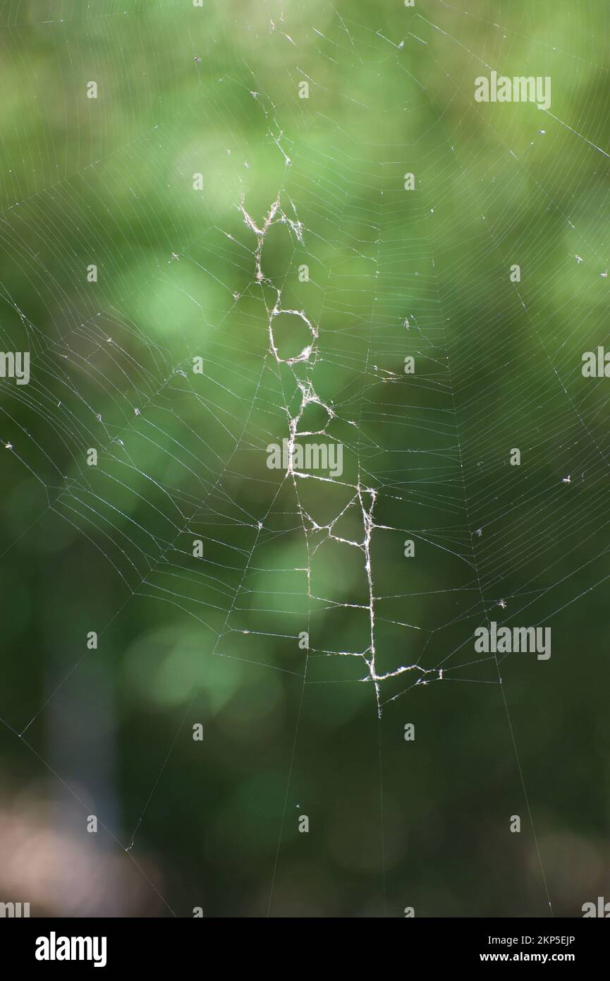 A huge Orb web hangs in the trees at Melbourne Zoo. Orb Weaver (Araneus