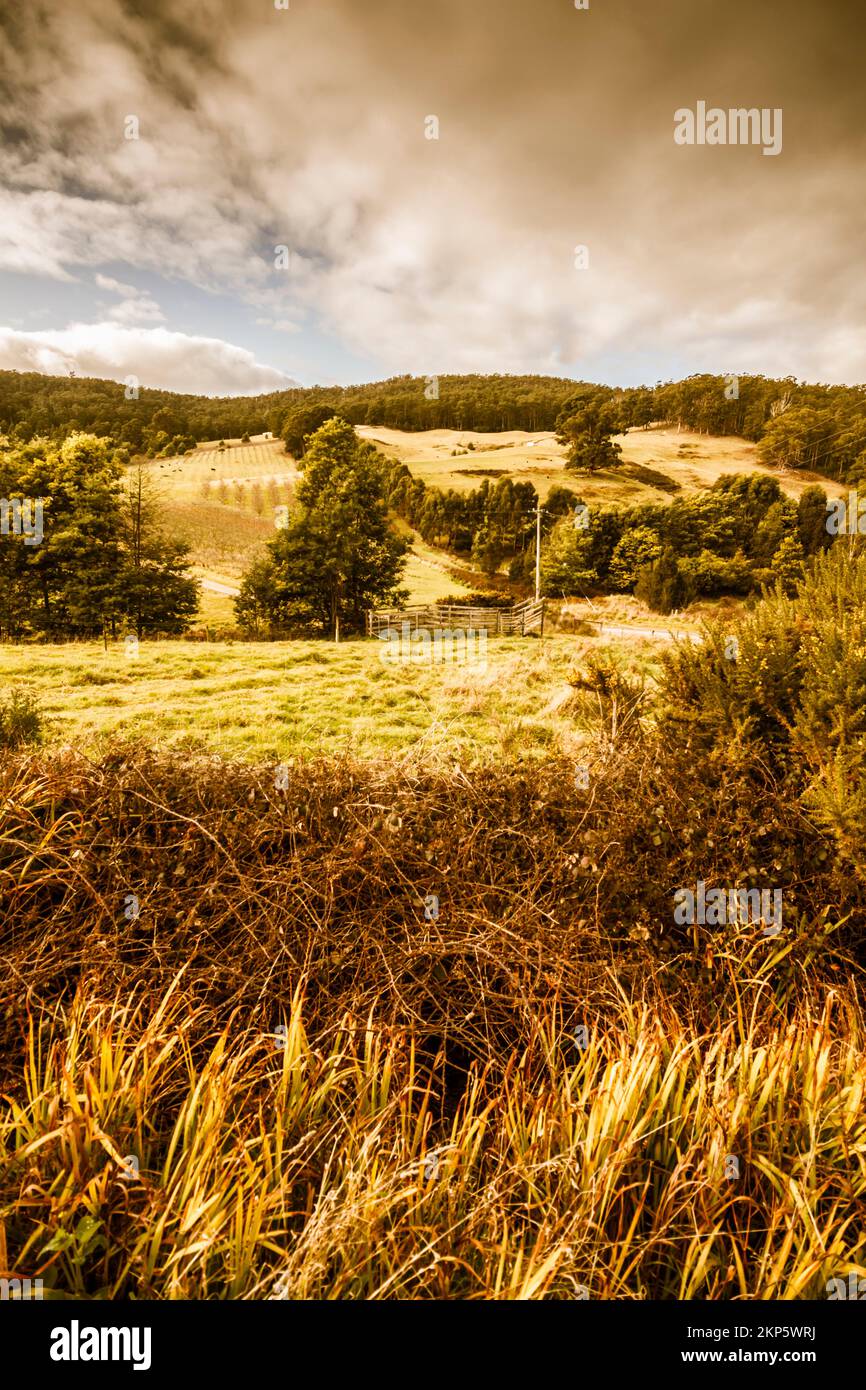 Rustic farm view from messy rural vegetation of apple orchards and