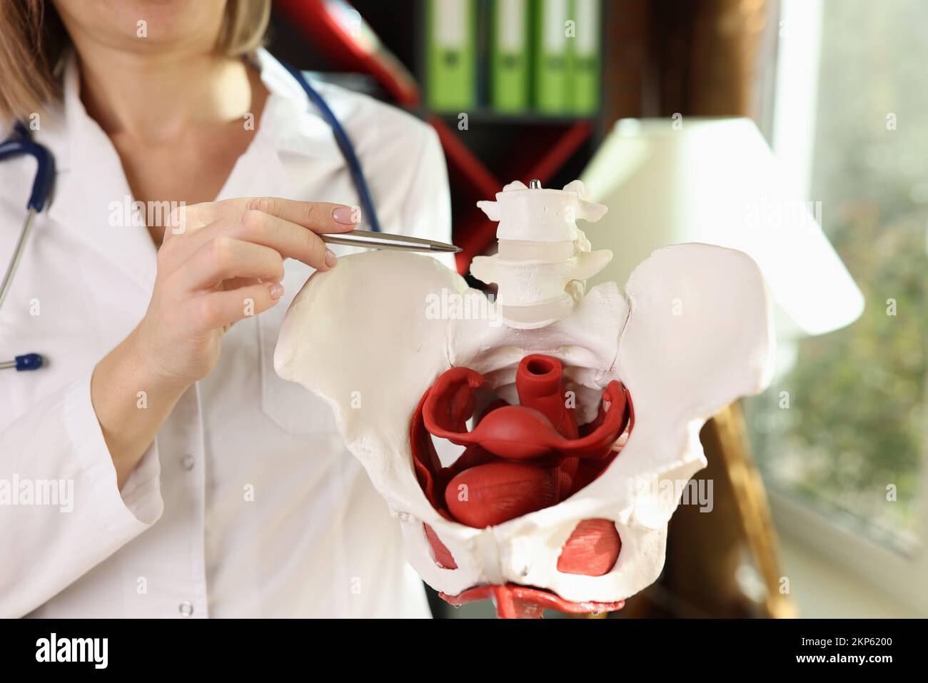 Doctor gynecologist showing bones of female pelvis closeup Stock Photo