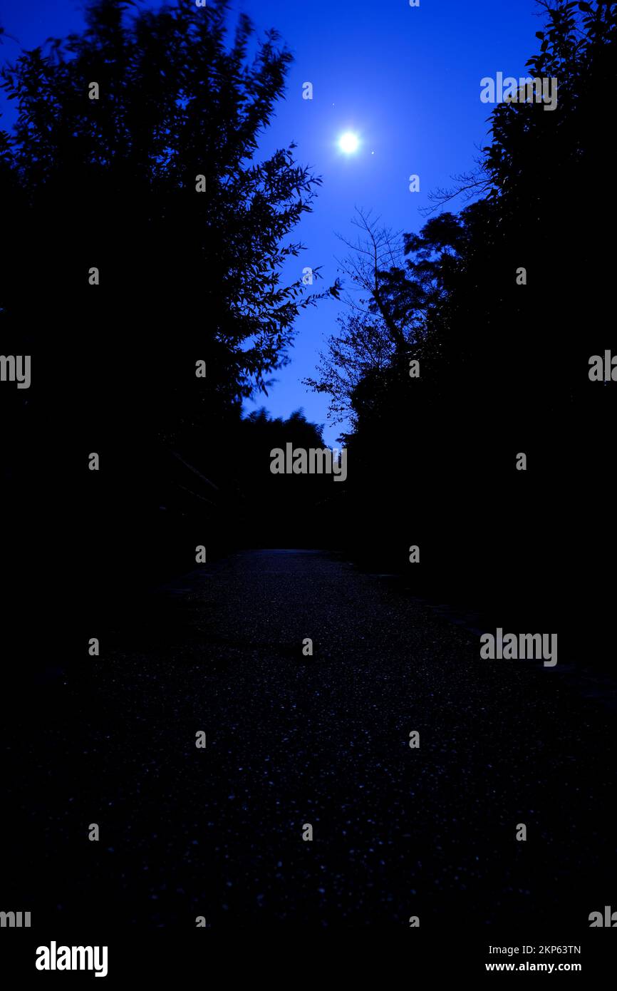 The gibbous moon provides the only light over a path in the woods Stock