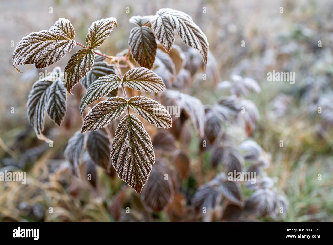 überfrorene Blätter im Winter Stock Photo