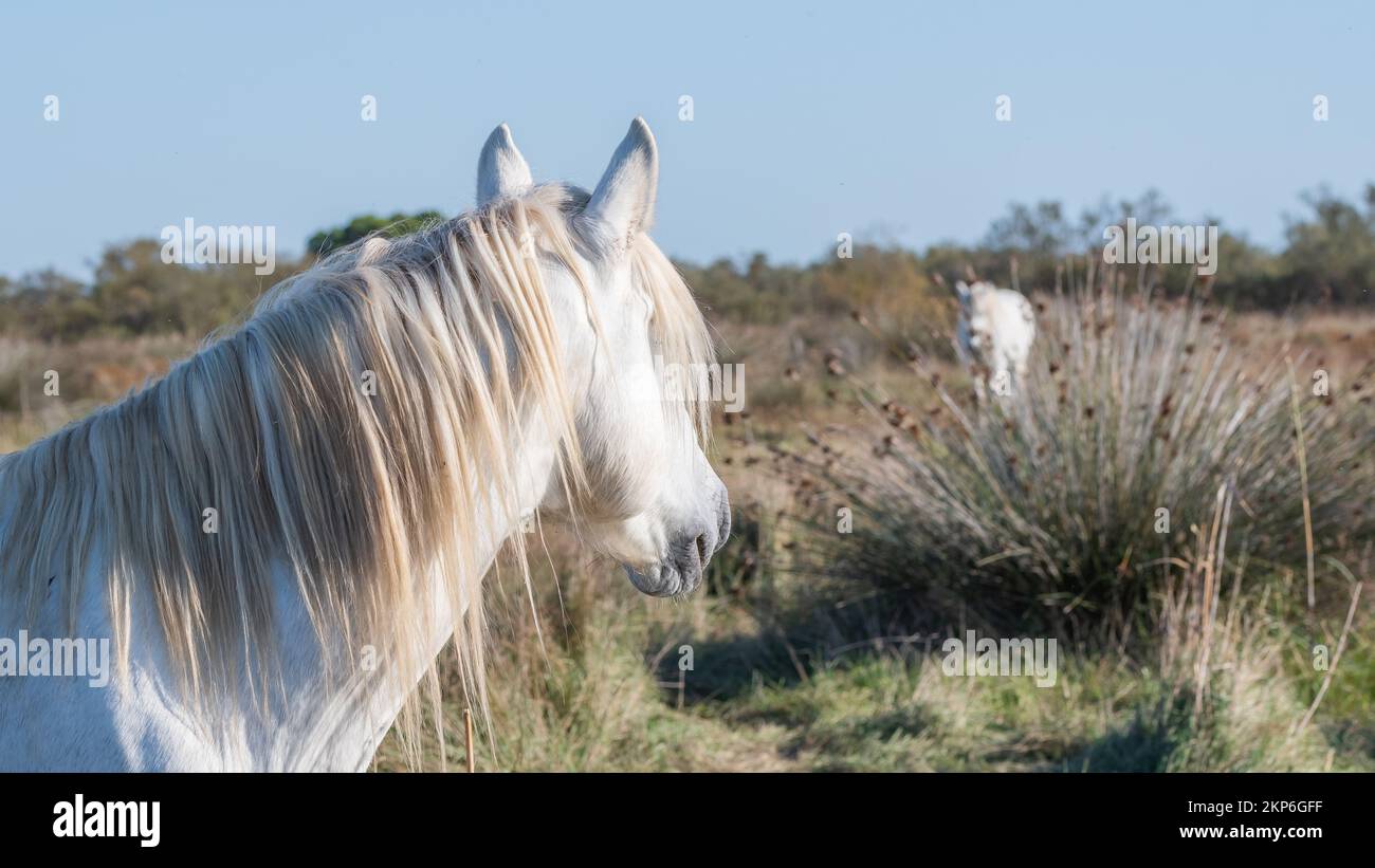 White Camargue horses in the south of France. Horses raised in freedom in the middle of the Camargue bulls in the ponds of Camargue. Trained to be rid Stock Photo