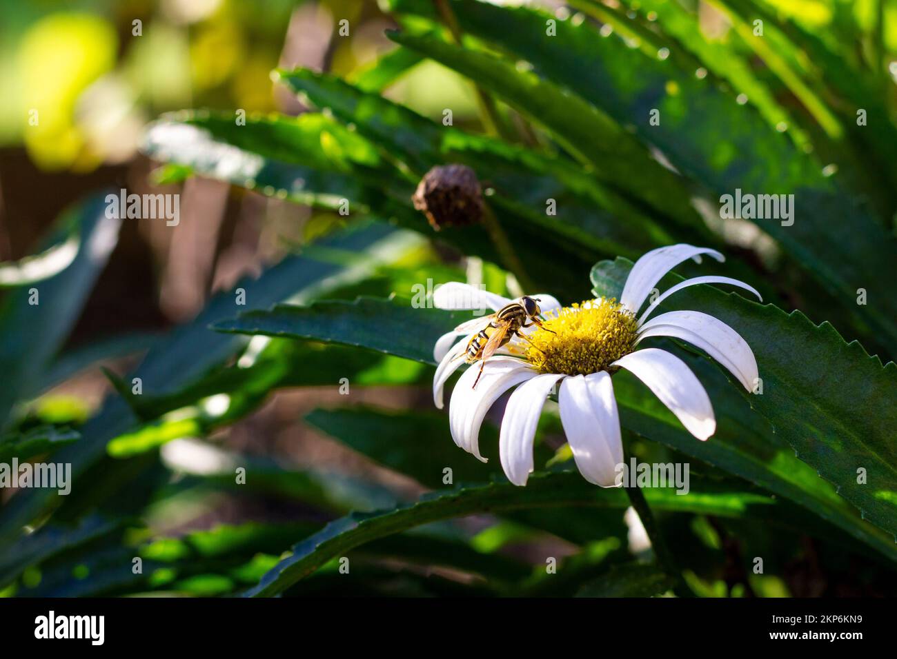 A closeup of bee sipping nectar from chamomile Stock Photo