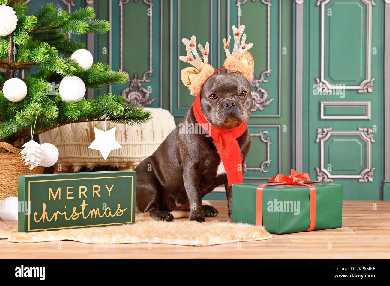 French Bulldog dog with reindeer costume antlers and red winter scarf sitting next to Christmas tree Stock Photo