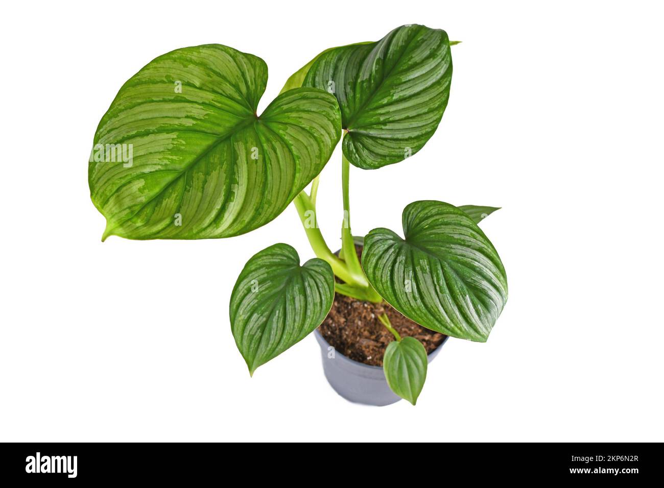 Tropical 'Philodendron Mamei' houseplant with with silver pattern in flower pot on white background Stock Photo