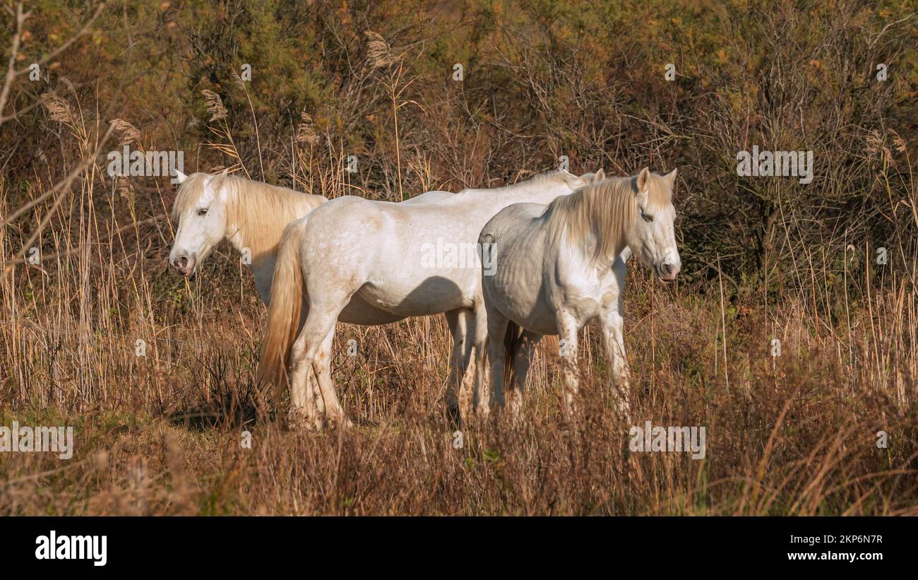 White Camargue horses in the south of France. Horses raised in freedom in the middle of the Camargue bulls in the ponds of Camargue. Trained to be rid Stock Photo