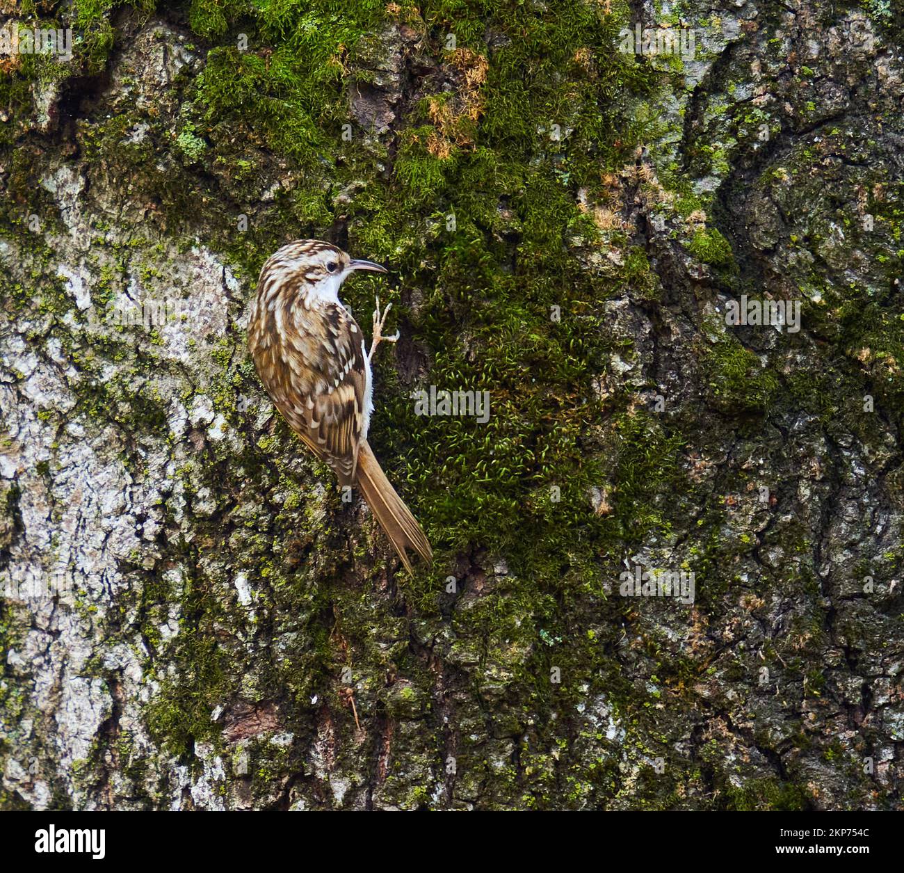 Eurasian tree creeper (Certhia familiaris) on a tree bark Stock Photo