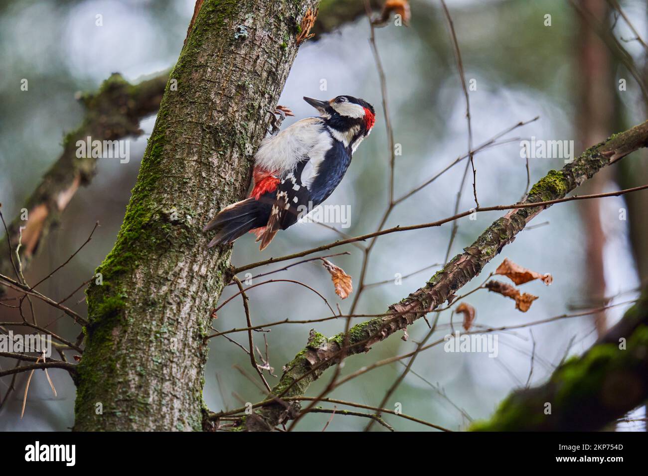 Middle spotted woodpecker pecking on a tree for insects Stock Photo