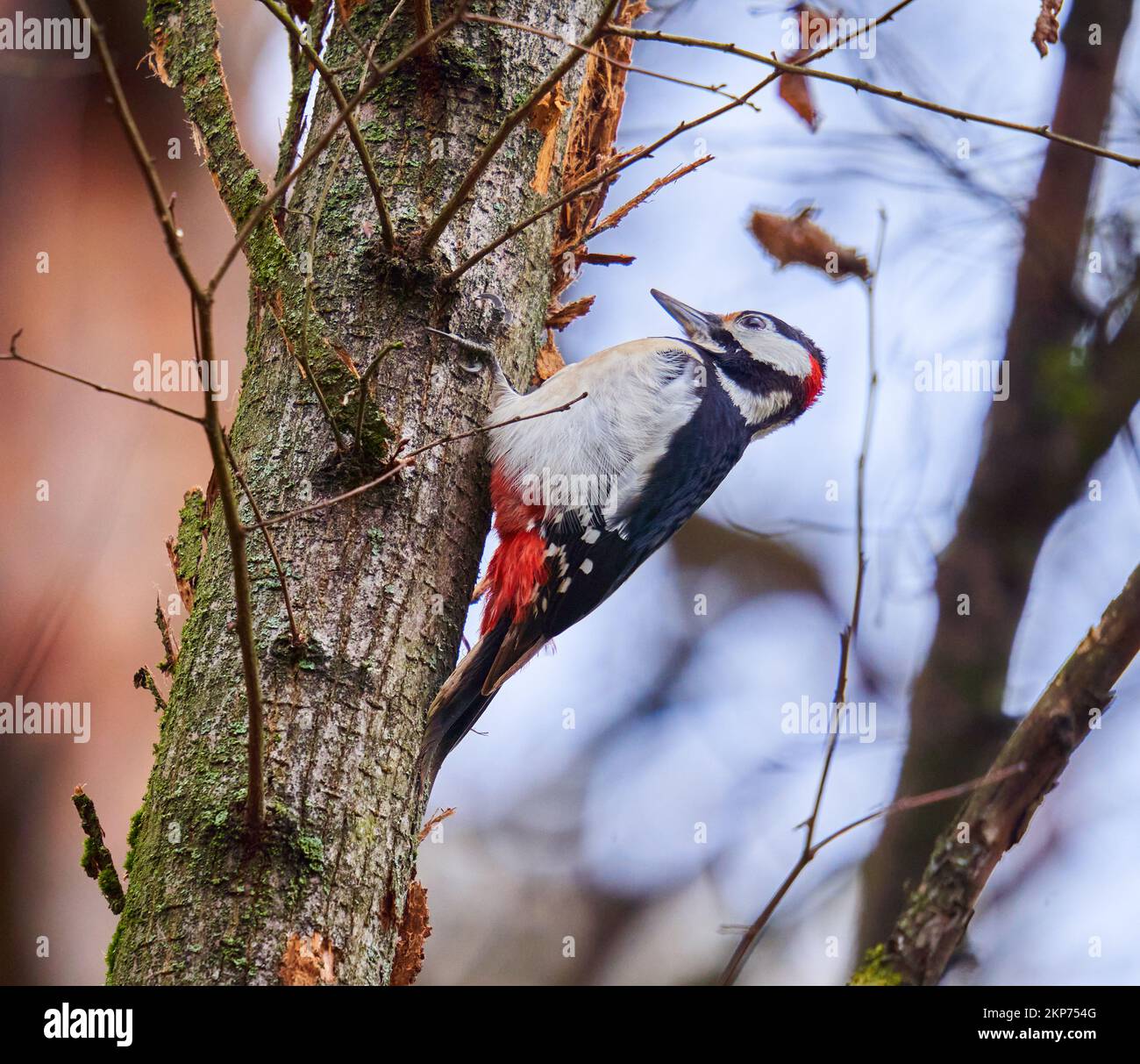 Middle spotted woodpecker pecking on a tree for insects Stock Photo