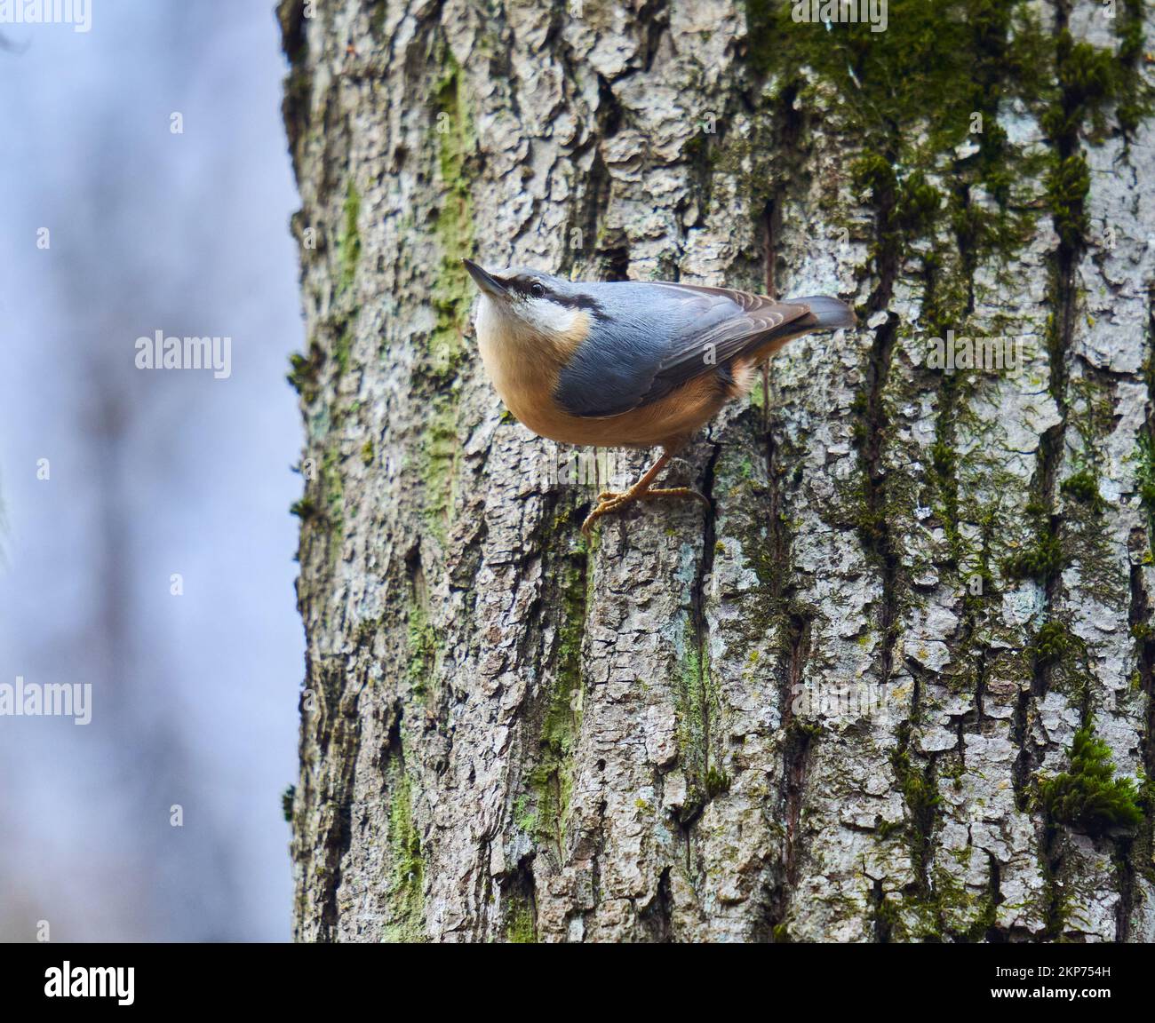 European nuthatch (Sitta europaea) perched on a tree Stock Photo