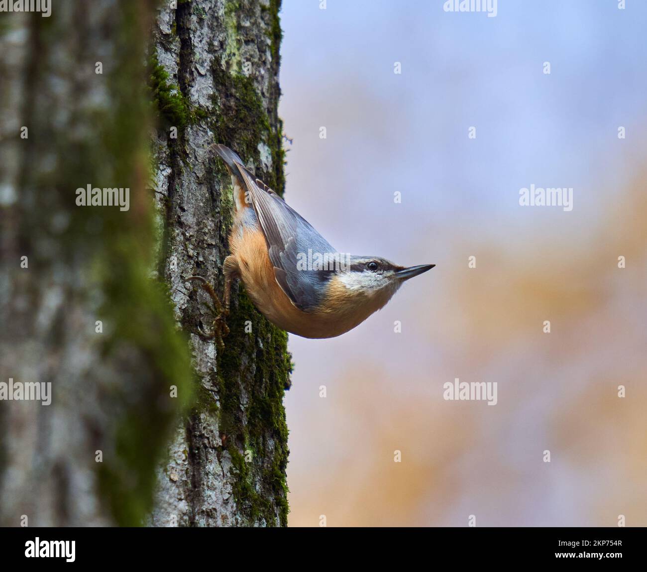 European nuthatch (Sitta europaea) perched on a tree Stock Photo