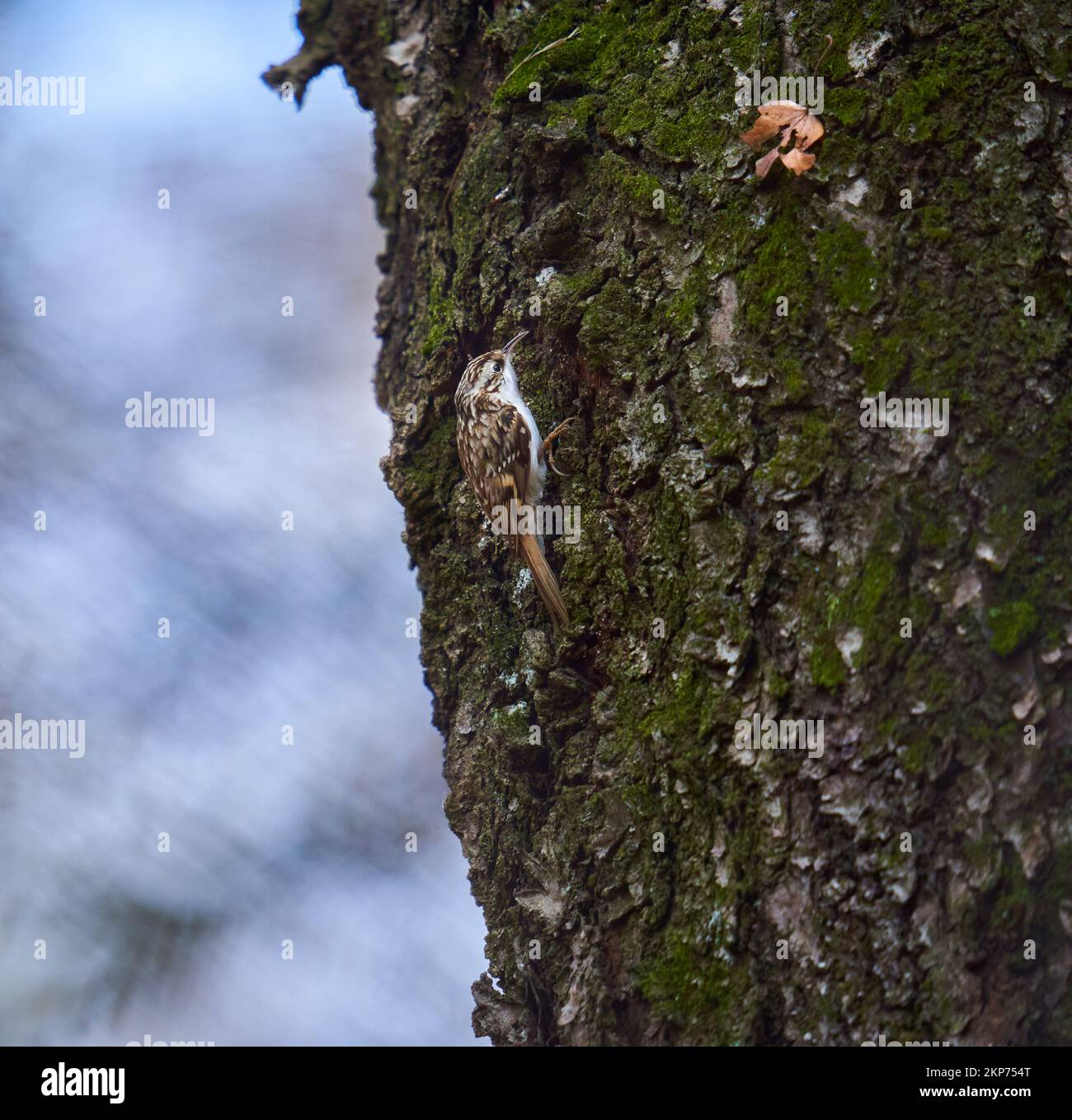 Eurasian tree creeper (Certhia familiaris) on a tree bark Stock Photo