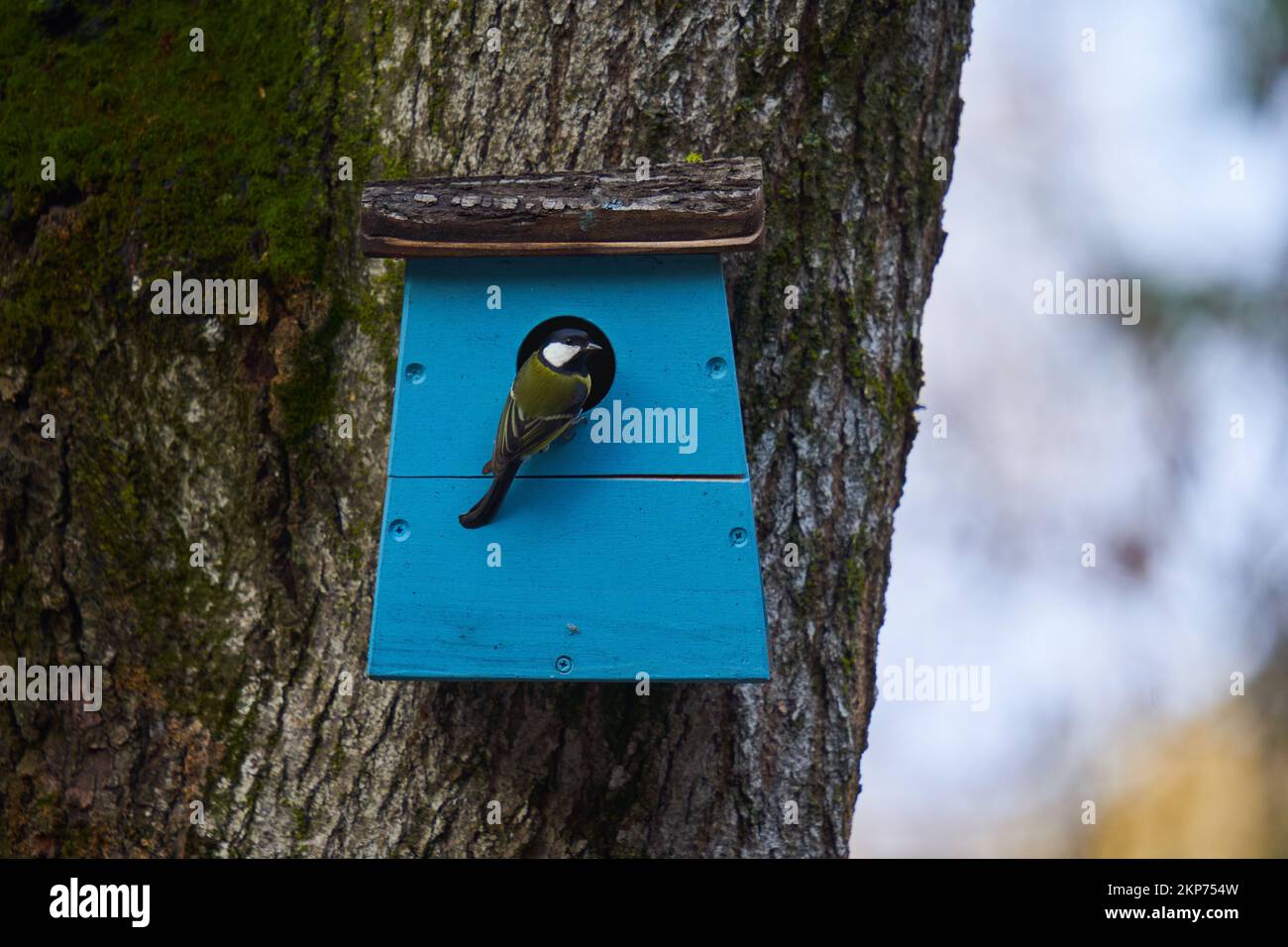Great tit (parus major) at his house and nest in the tree Stock Photo