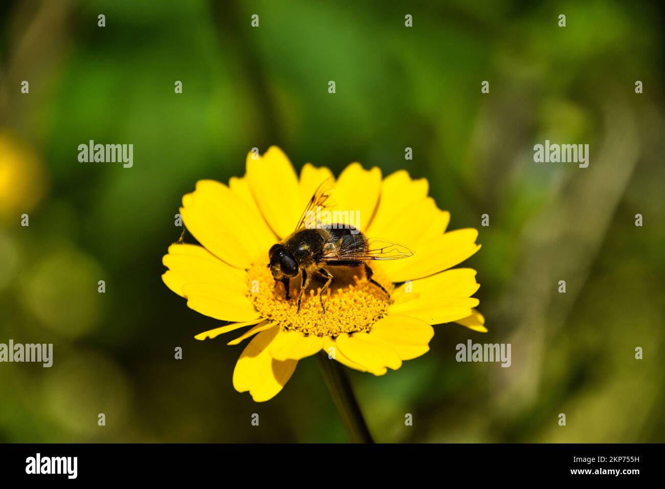 A closeup of bee sipping nectar from yellow flower Stock Photo