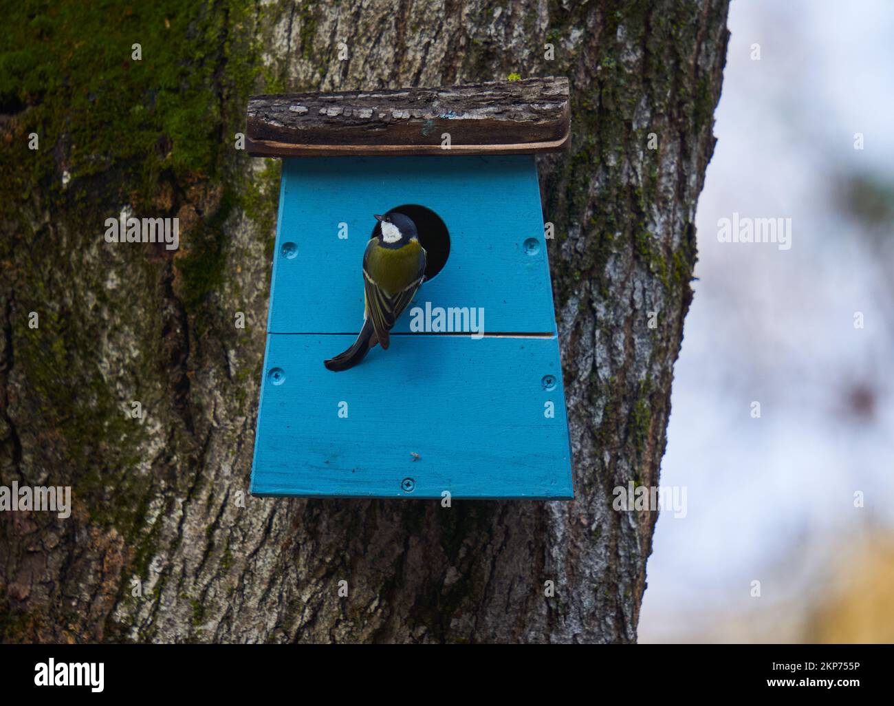 Great tit (parus major) at his house and nest in the tree Stock Photo