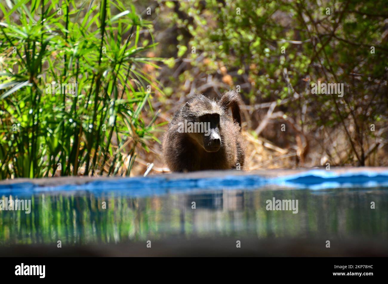Baboon drinking Water monkey Ape Namibia Africa Stock Photo Alamy