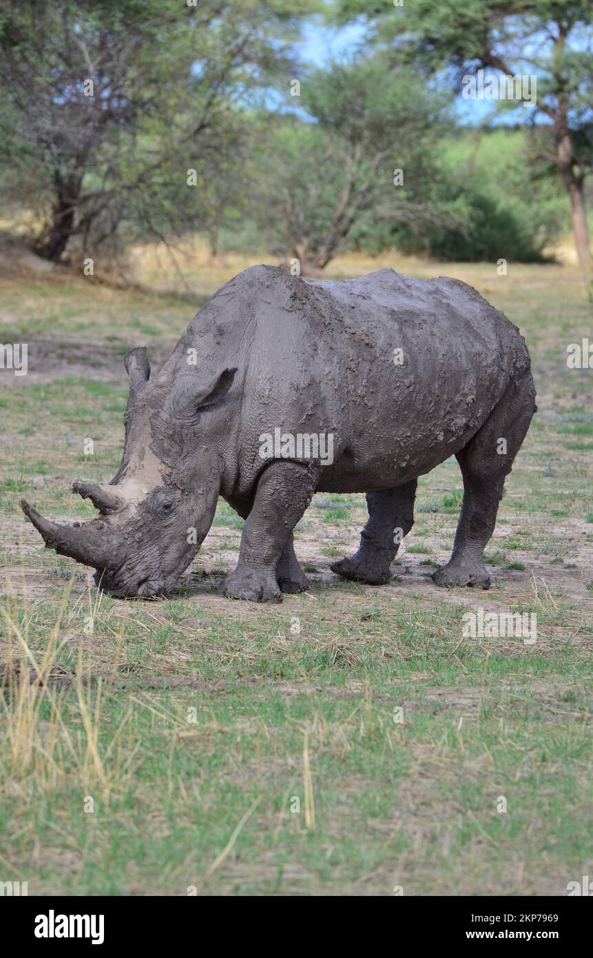 White Rhino in savannah Namibia Africa Breitmaul Nashorn Stock Photo