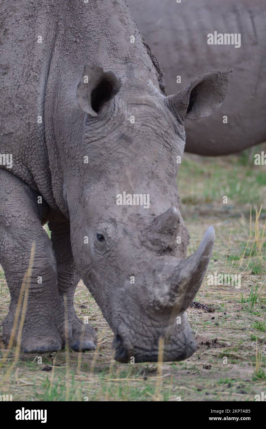 White Rhino in savannah Namibia Africa Breitmaul Nashorn Stock Photo