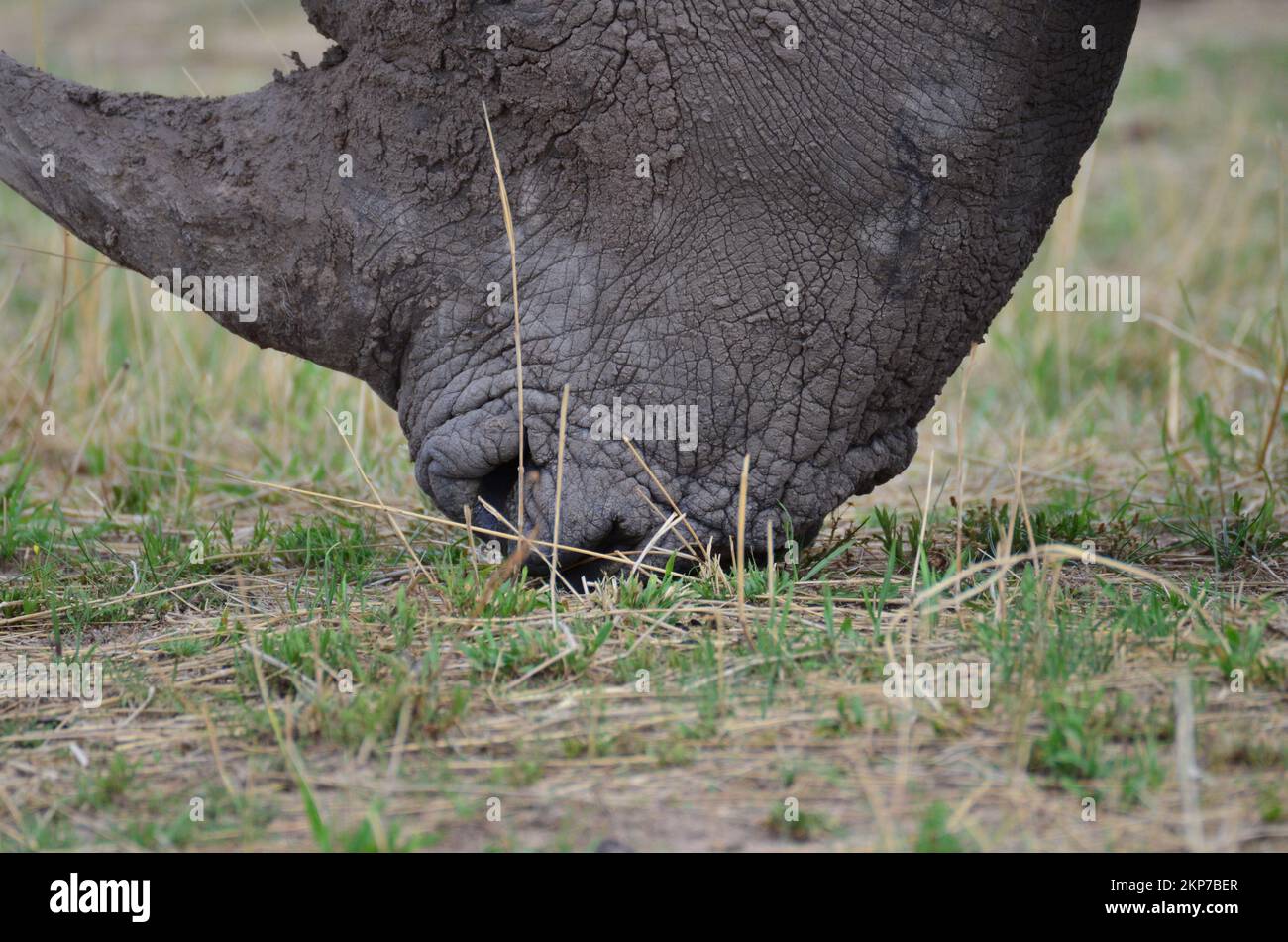 White Rhino in savannah Namibia Africa Breitmaul Nashorn Stock Photo
