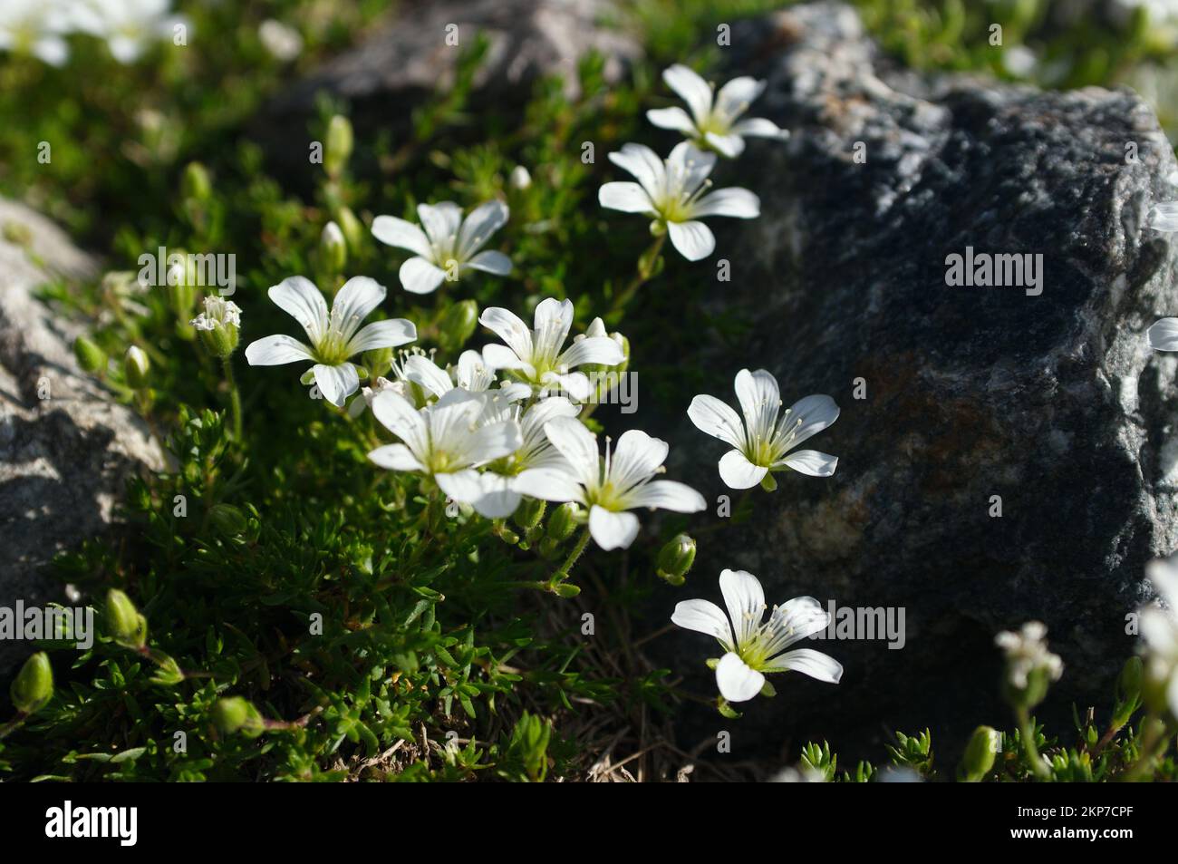 Closeup of white flowers of a Mountain Caucasus blooming in the spring Stock Photo