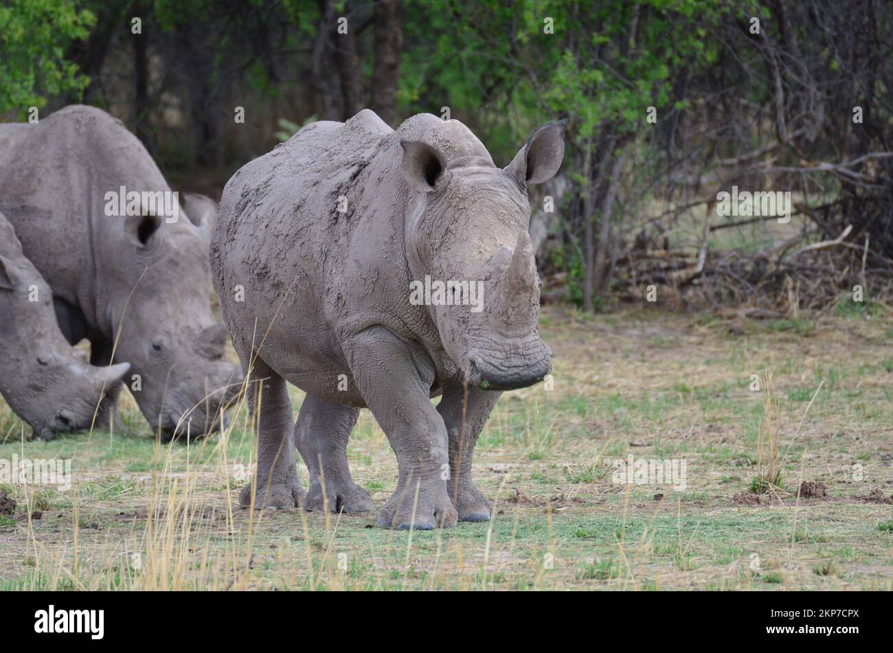 White Rhino in savannah Namibia Africa Breitmaul Nashorn Stock Photo