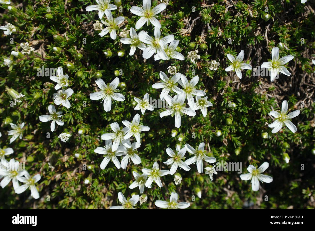 Closeup of white flowers of a Mountain Caucasus blooming in the spring Stock Photo