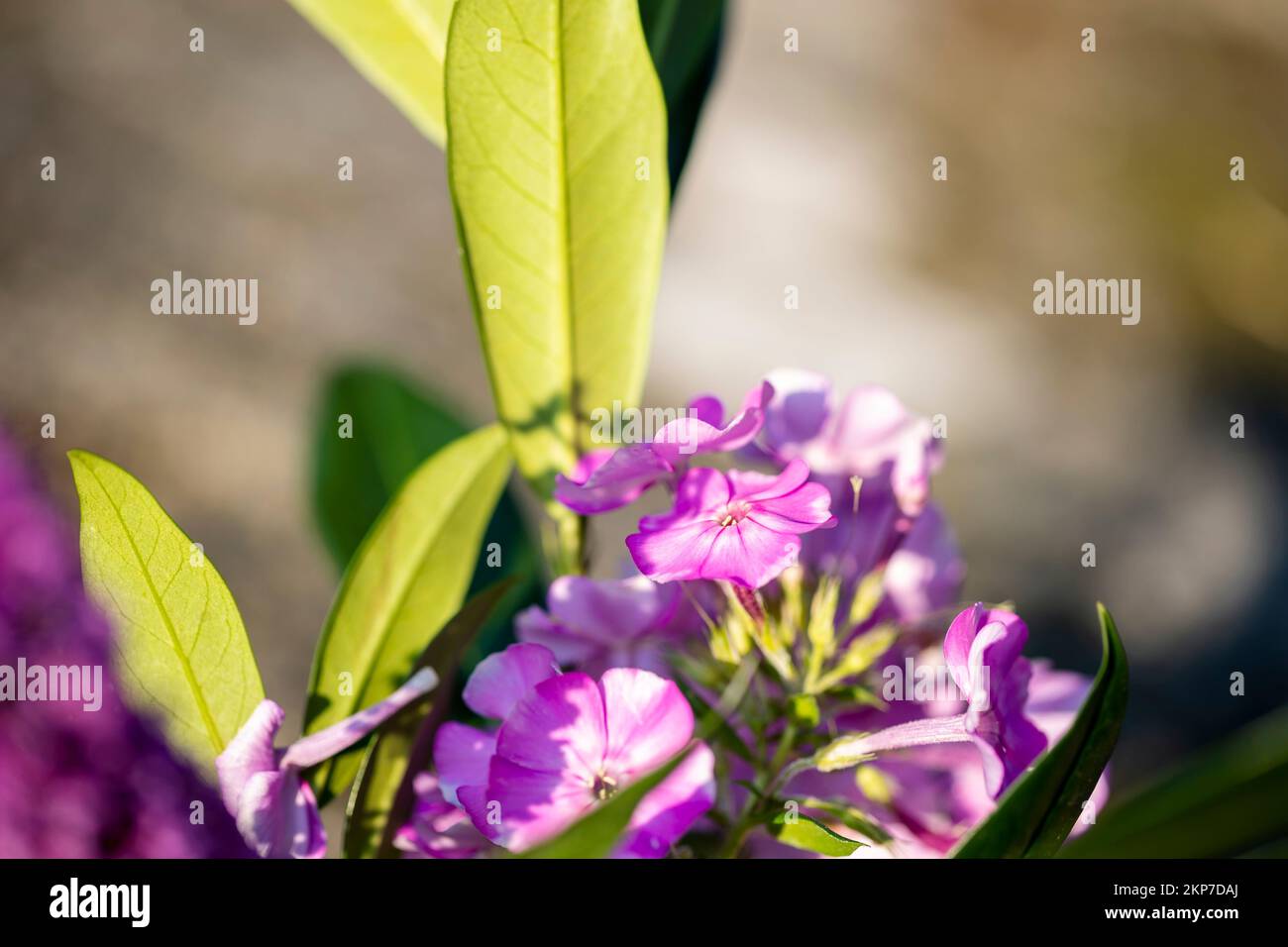 The close-up view of Phlox flowers with green leaves blooming under the ...