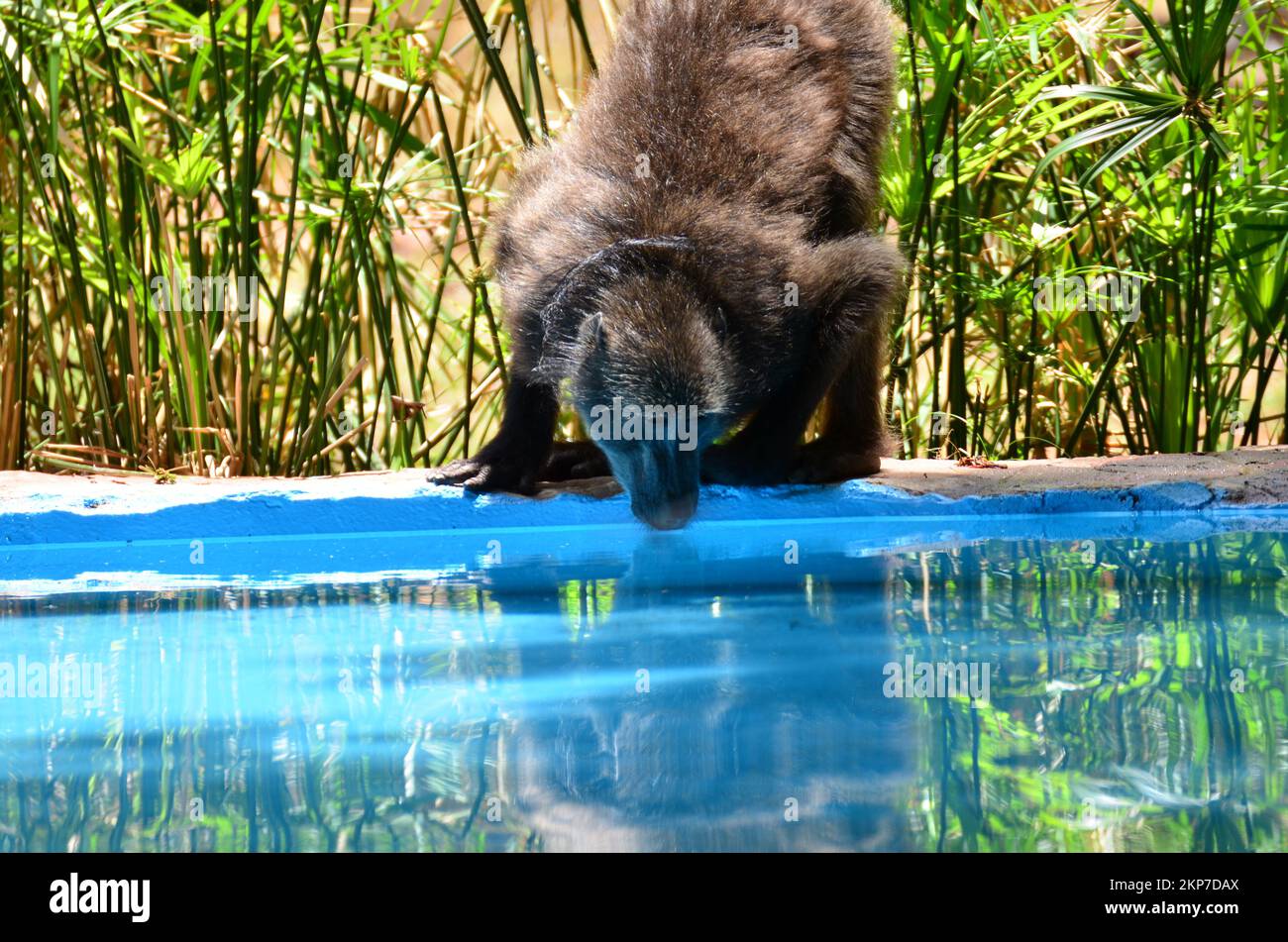 Baboon drinking Water monkey Ape Namibia Africa Stock Photo Alamy