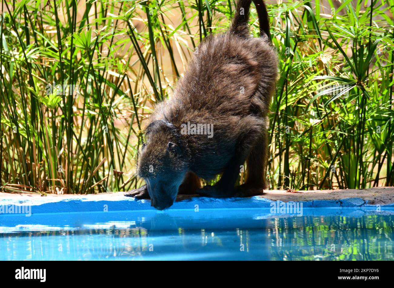 Baboon drinking Water monkey Ape Namibia Africa Stock Photo Alamy