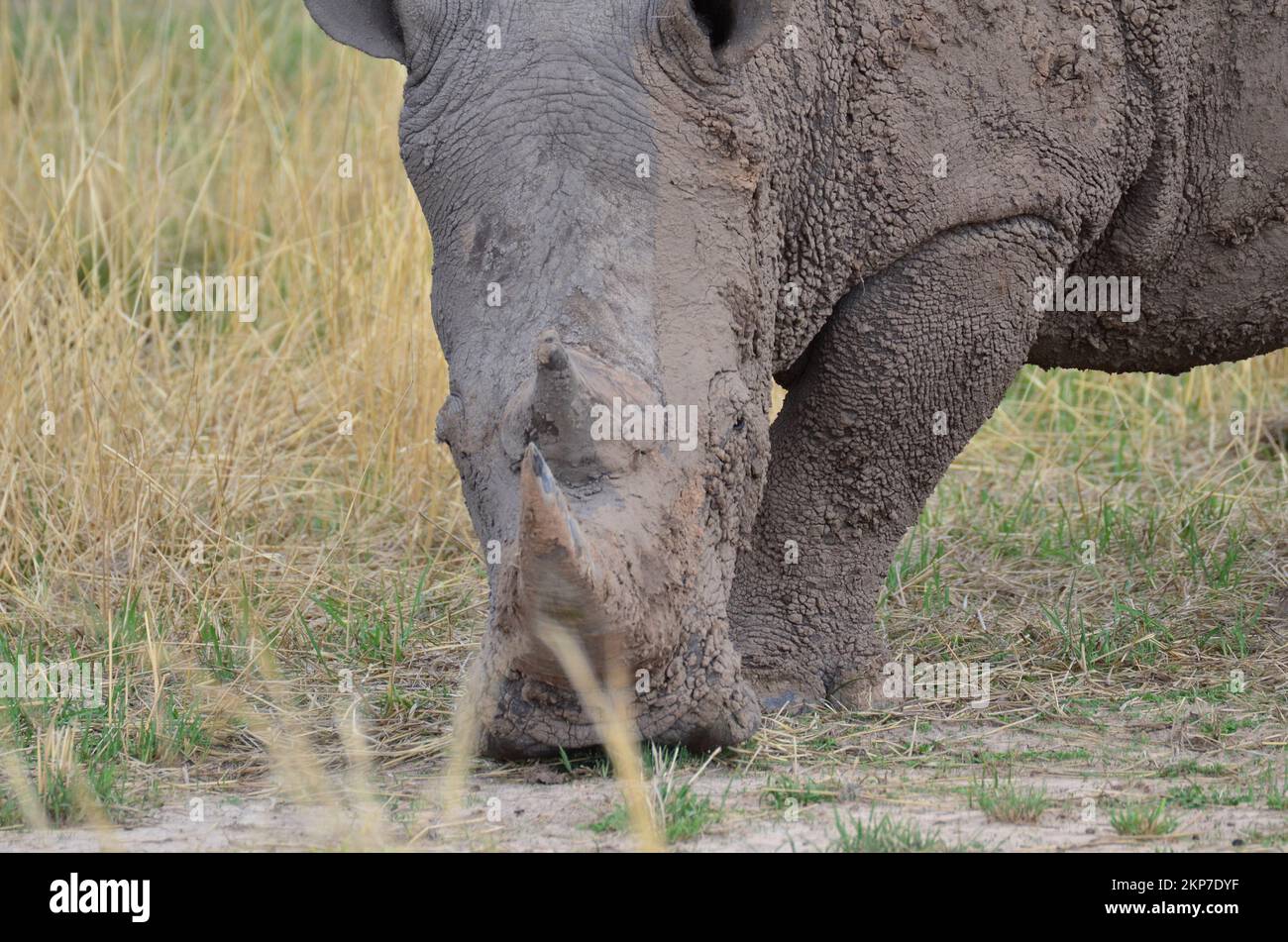 White Rhino in savannah Namibia Africa Breitmaul Nashorn Stock Photo