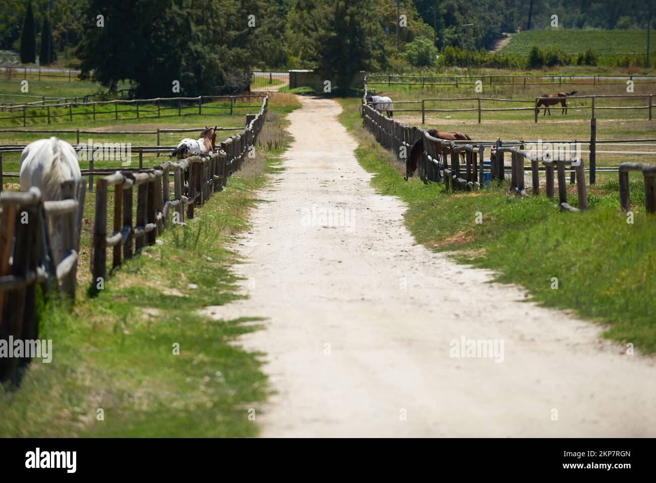 The best place for thoroughbred horses. a dirt road on a horse ranch